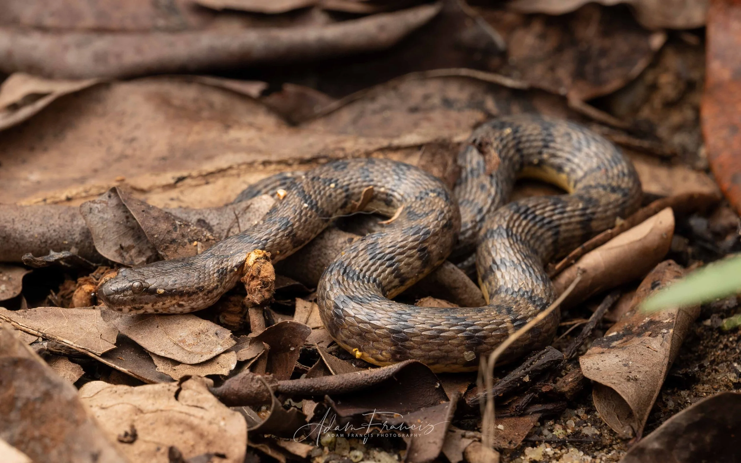 Dog-faced Water Snake - Cerberus rynochops — HongKongSnakeID.com